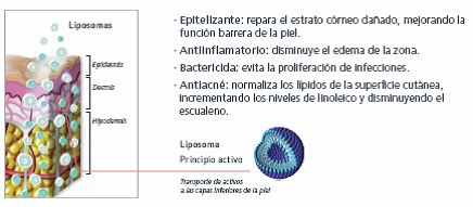 liposoma